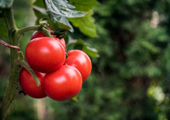 Supermercati Tocal - Scopri la grande famiglia Supermercati TOCAL - Ogni giorno tantissime offerte ti aspettano all’interno dei nostri punti vendita
