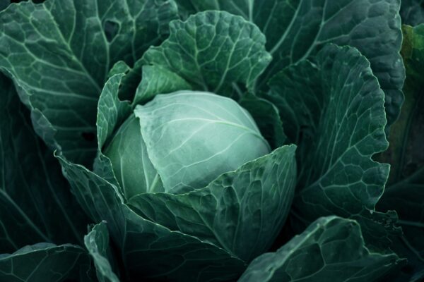 Supermercati Tocal - Scopri la grande famiglia Supermercati TOCAL - Ogni giorno tantissime offerte ti aspettano all’interno dei nostri punti vendita